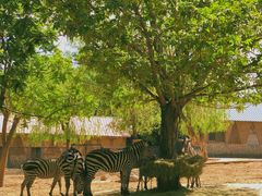 -石家庄市动物园