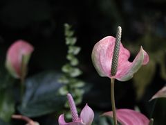 -国家植物园