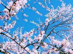-桃花堤公园