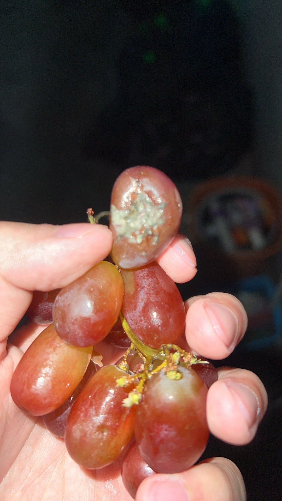 天天领红包放了三天的烂葡萄,好甜的葡萄