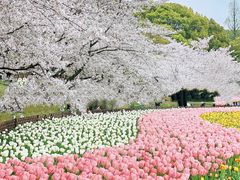 -苏州上方山国家森林公园