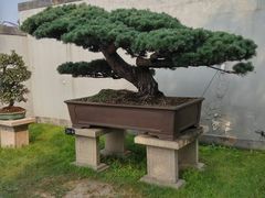 -盆景园(扬州大运河文化旅游度假区)