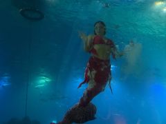 -海棠湾洲际-涛·海底餐厅·美人鱼·自助餐·海底隧道