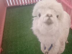 -萌宠亲子动物乐园(槐房万达店)