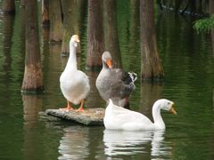 戏水-东莞市可园博物馆