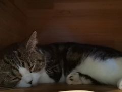 -more than meow吴止猫主题餐厅(承德 中船汇店)