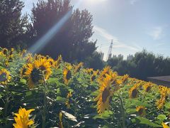 -长白岛森林公园