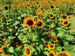 -映月湖中央公园