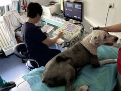-北京观赏动物医院·24小时大型综合·猫专科·异宠专科