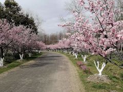 -上海海湾国家森林公园