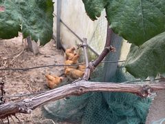 -马陆小张葡萄园农家乐