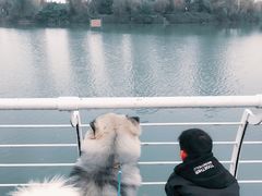 -翊宠yipet猫狗购宠庄园犬舍•猫舍