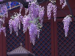 -北京国子监胡同