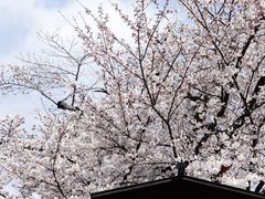 -醍醐寺