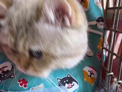 -爱侣·安琦尔宠物医院·中兽医针灸·心内科·狂犬免疫点(宝山区院)