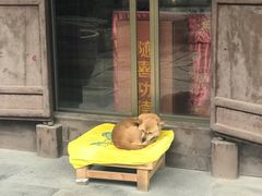 -司徒庙