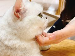 -猫和宫(六道口店)