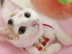 -瑞鹏宠物医院·骨科·猫科·内科(第一中心)