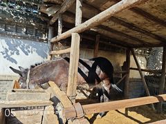 -清风小镇闯关东影视基地