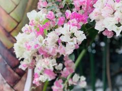 -深圳国际园林花卉博览园