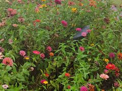 -1861意大利餐厅(文化广场店)