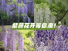 -嘉定紫藤园