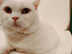 -飞行喵MR PILOT|猫舍·猫咖(静安大融城店)