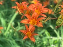 -大兴滨河森林公园