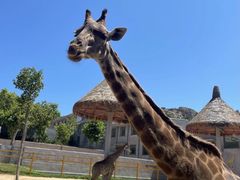 -西霞口神雕山野生动物世界