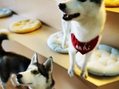 -Husky Go! 哈士奇体验馆·宠物咖啡厅狗咖