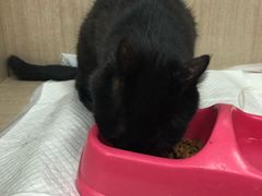 -北京观赏动物医院·24小时大型综合·猫专科·异宠专科