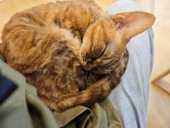 -有喵·猫咖·狗咖·30几只猫10只小狗(岗厦店)