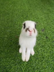 -萌宠亲子动物乐园(槐房万达店)