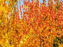 -永定河休闲森林公园