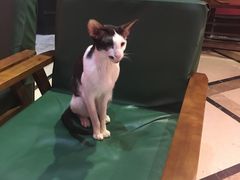 -猫色咖啡·猫咖