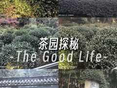 -十八棵（老龙井）御茶园(老龙井店)