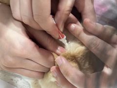 -艾贝尔宠物医院·24H转诊中心·肿瘤猫专科(江宁双龙店)