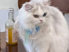 -共舞时光猫咖·狗咖(新街口店)