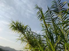 -金海湾滨江公园