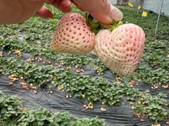 -田趣农庄草莓采摘园