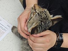 -宠颐生宠物医院·心肾内科·猫专科诊疗中心宠巢店