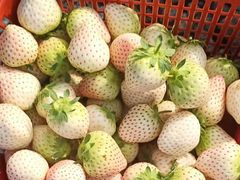 -喜杨洋草莓采摘园