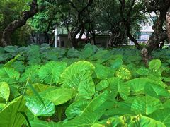 -黄埔荔枝公园