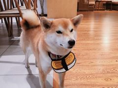 -柴务处·柴犬主题狗咖