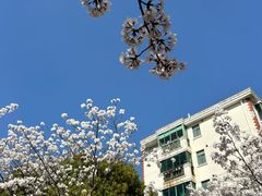 -高东镇樱花园