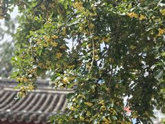 -内蒙古将军衙署博物院