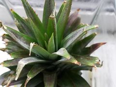 -鲜力达果品批发直销(青山店)