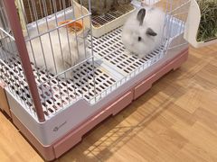-猫猫幼稚园·撸猫·桌游·电玩