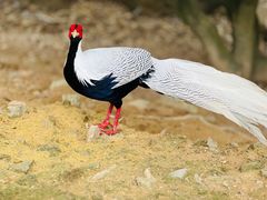 -泉州海丝野生动物世界