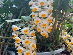 -花之城
